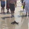 Coney Island Water Briefly Evacuated Due To Shark Sighting